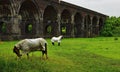 Horses Grazing Under Stanway Viaduct Royalty Free Stock Photo