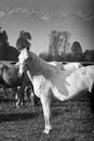 White horse standing still Royalty Free Stock Photo