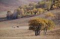 Horses grazing in prairie with birch trees Royalty Free Stock Photo