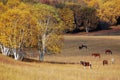 Horses grazing in prairie with birch trees Royalty Free Stock Photo