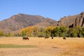 Horses grazing in prairies Royalty Free Stock Photo