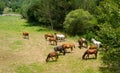 Horses grazing ranch Catalonia
