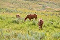 Horses Grazing Ranch Country