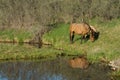 Horses grazing by river