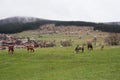 Horses grazing in the roadside pasture. View of folk museum Zheravna village in Bulgaria