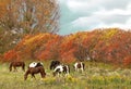 Horses grazing scene