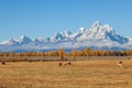 Horses Grazing in a Scenic Teton Fall Landscape Royalty Free Stock Photo