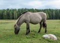 Horses grazing on the shore of the lake, the inhabitants of engure nature park are wild animals that are used to visitors, Engure