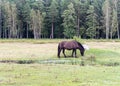 Horses grazing on the shore of the lake, the inhabitants of engure nature park are wild animals that are used to visitors, Engure