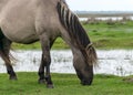 Horses grazing on the shore of the lake, the inhabitants of engure nature park are wild animals that are used to visitors, Engure