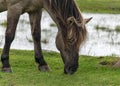 Horses grazing on the shore of the lake, the inhabitants of engure nature park are wild animals that are used to visitors, Engure