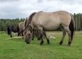 Horses grazing on the shore of the lake, the inhabitants of engure nature park are wild animals that are used to visitors, Engure