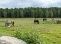 Horses grazing on the shore of the lake, the inhabitants of engure nature park are wild animals that are used to visitors, Engure