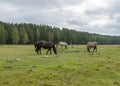 Horses grazing on the shore of the lake, the inhabitants of engure nature park are wild animals that are used to visitors, Engure