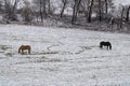 Horses grazing in a snow-covered pasture with a small distance between them Royalty Free Stock Photo