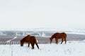 Horses grazing in snow during winter Royalty Free Stock Photo