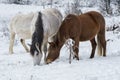 Horses grazing in snowy winter landscape Royalty Free Stock Photo