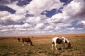 Horses grazing in Southwestern Colorado