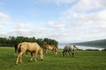 Horses grazing by St. John River, N.B.