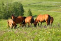 Horses grazing on summer meadow Royalty Free Stock Photo