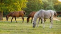 Horses grazing on summer meadow at sunset. Royalty Free Stock Photo