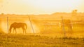 Horses grazing on summer meadow at sunset. Royalty Free Stock Photo