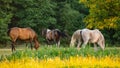 Horses grazing on summer meadow at sunset. Royalty Free Stock Photo