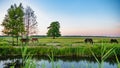 Horses grazing on summer meadow at sunset. Royalty Free Stock Photo