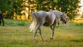 Horses grazing on summer meadow at sunset. Royalty Free Stock Photo