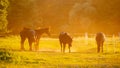 Horses grazing on summer meadow at sunset. Royalty Free Stock Photo