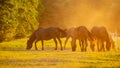 Horses grazing on summer meadow at sunset. Royalty Free Stock Photo