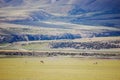 Horses grazing in a sunny valley with the Kunlun mountains background