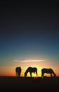 Horses Grazing at Sunrise Silhouette Royalty Free Stock Photo