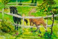 Horses grazing in sunset field, Horse in summerlandscape in field. Art painting. The photo is painted in the drawing