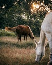 Horses grazing during sunset , gray horse defocused in foreground.