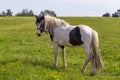 Horse tied in a rural spring landscape