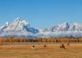 Horses Grazing in a Teton Fall Landscape Royalty Free Stock Photo