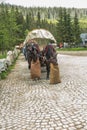 Horses grazing, two horses harnessed to the cart are waiting for passengers who want to enter Morskie Oko