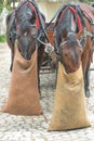 Horses grazing, two horses harnessed to the cart are waiting for passengers who want to enter Morskie Oko