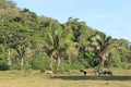 Horses Grazing Royalty Free Stock Photo