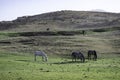 horses grazing in the wild, a green pasture in summer, high atlas mountain Morocco Royalty Free Stock Photo