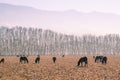 Horses grazing in winter Royalty Free Stock Photo