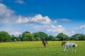 Horses Grazing in Woodgate Valley Country Park