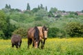 Horses Grazing in Woodgate Valley Country Park