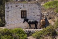 Horses in Greek province