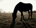 Horses on green field early misty morning Royalty Free Stock Photo