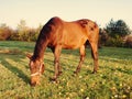 Horses on green field early misty morning Royalty Free Stock Photo