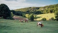 Horses in a green field with mountain and forrest Royalty Free Stock Photo