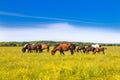 Horses on in nature park Lonjsko polje, Croatia Royalty Free Stock Photo