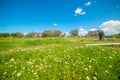 Horses in a green field in springtime Royalty Free Stock Photo